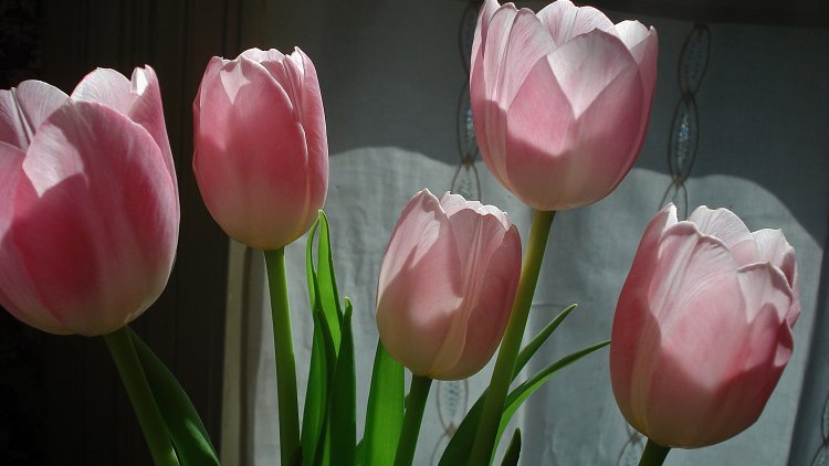 Is Finding a Husband the 