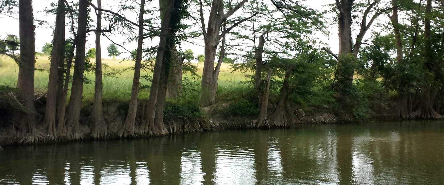 stand of cypress trees by a river