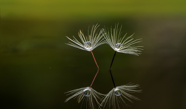 reflection of dandelion seeds