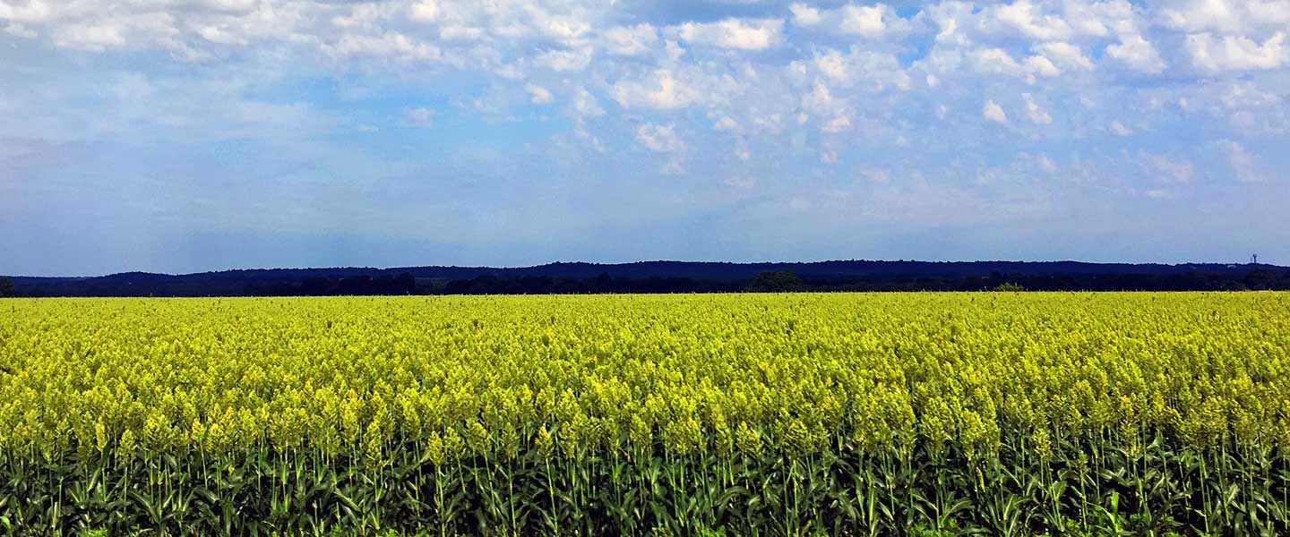 field of maize with a blue sky