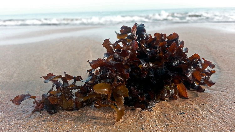 You CAN have your roots and freedom too!